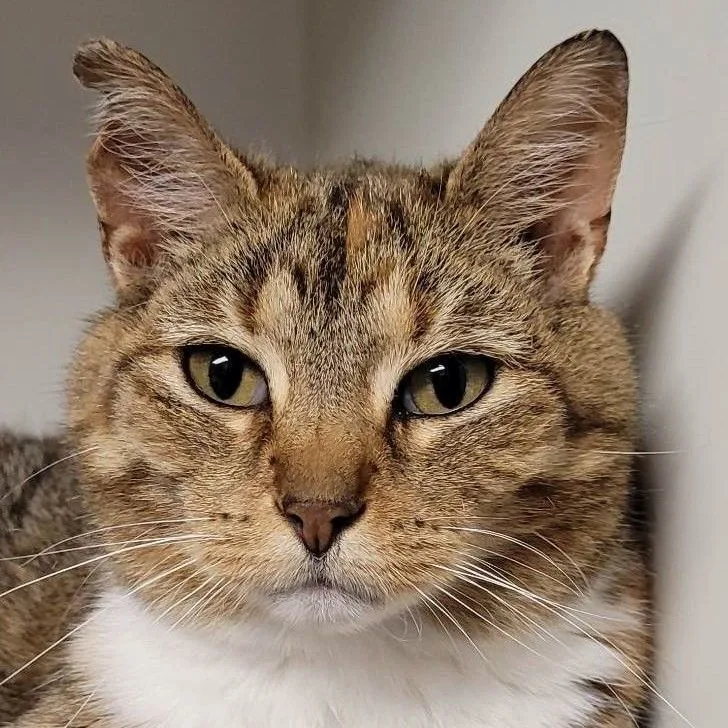 An adult medium-sized female Brown / Chocolate Domestic Short Hair cat named Arabella for adoption in Robinson, IL