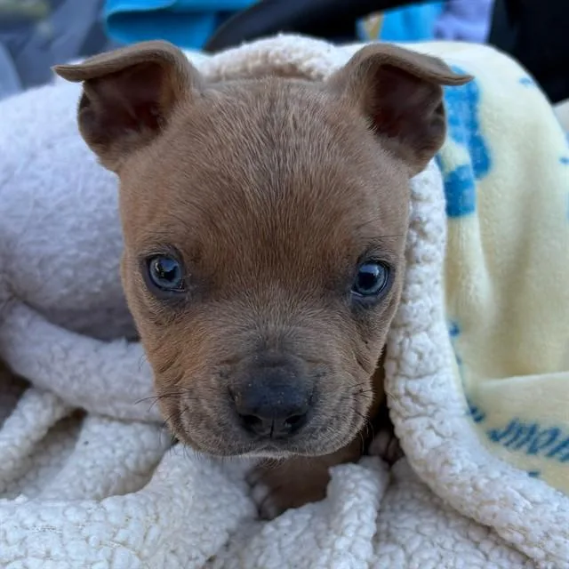 A young small-sized male Pit Bull Terrier dog named Kiyoto for adoption in Riverside, CA