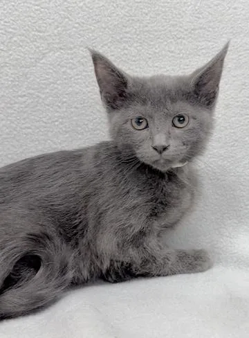 A baby medium-sized male Gray / Blue / Silver Domestic Medium Hair cat named Aaron for adoption in Minneapolis, MN