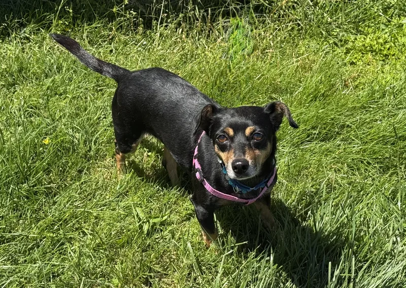 An adult small-sized female Bicolor Dachshund dog named Chica for adoption in Ellicott City, MD