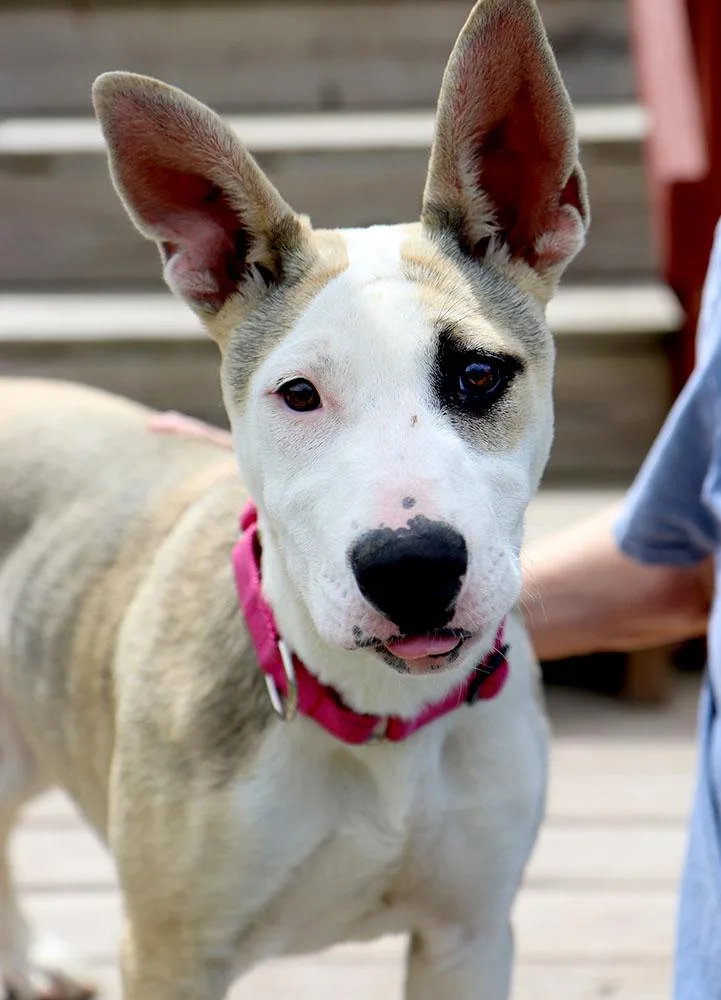 A baby large-sized female White / Cream Bull Terrier dog named Penny for adoption in Kansas City, KS