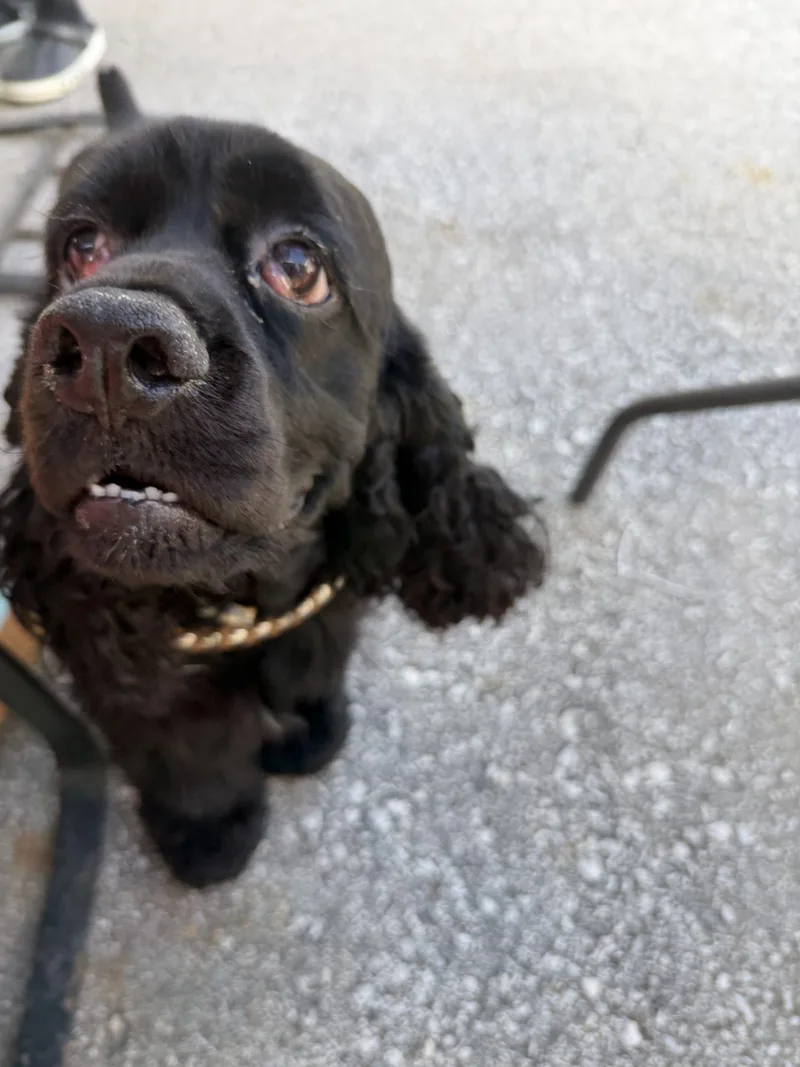 A young medium-sized male Black Cocker Spaniel dog named Fluffy M for adoption in Parker, CO