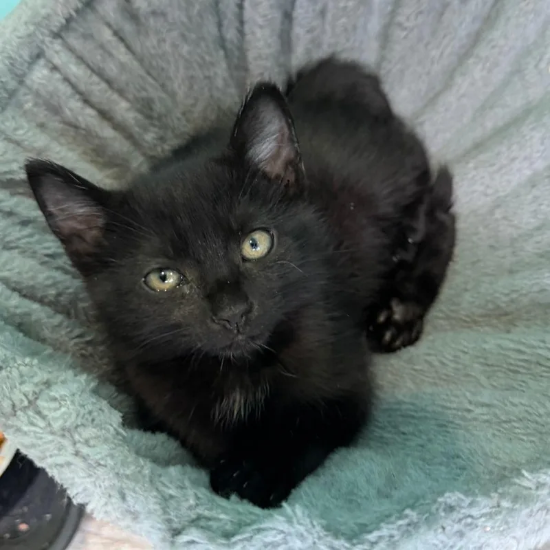 A baby small-sized female Black Domestic Short Hair cat named Goji for adoption in Marion, VA