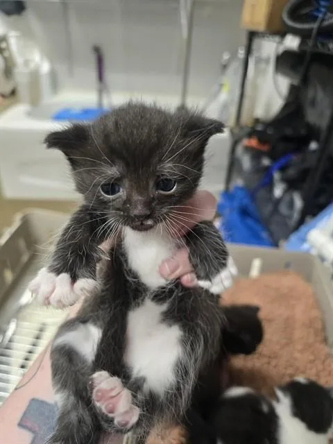 A baby small-sized male Domestic Short Hair cat named Pride for adoption in Easton, MD