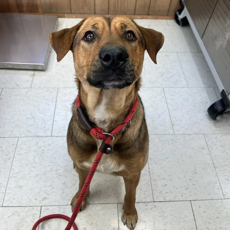 An adult large-sized female Black Mixed Breed dog named Summer for adoption in Columbiana, AL