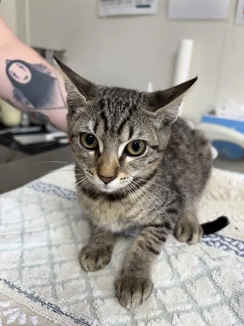 A baby small-sized female Domestic Short Hair cat named Everest for adoption in San Antonio, TX