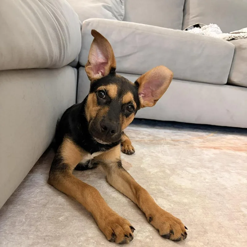 A baby medium-sized male Black Shepherd dog named Donner for adoption in Overland Park, KS