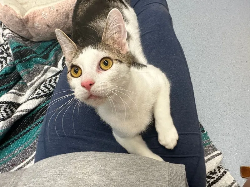 Santiago thumbnail 2