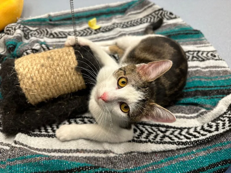 Santiago thumbnail 3