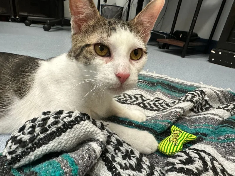 Santiago thumbnail 4