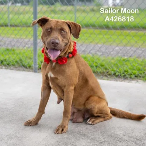 An adult medium-sized female Labrador Retriever dog named Sailor Moon for adoption in Conroe, TX