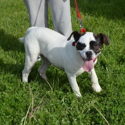A baby medium-sized female Boxer dog named Milly for adoption in Elk Grove Village, IL