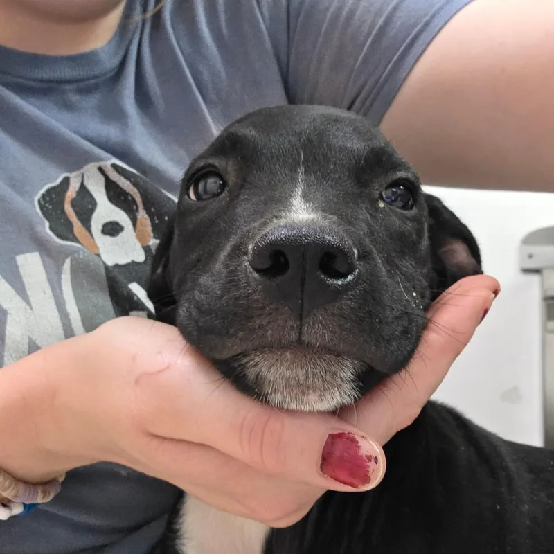 A baby small-sized male Black Mixed Breed dog named Matt Donovan for adoption in Charleston, WV