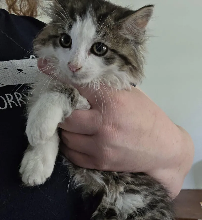 A baby small-sized male Tabby (Brown / Chocolate) Domestic Long Hair cat named Butch Cassidy for adoption in Canal Winchester, OH