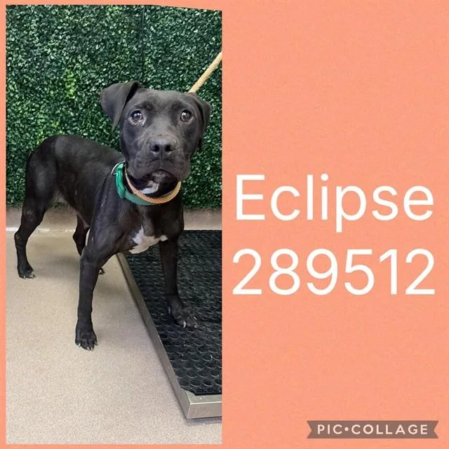 A young large-sized female Mixed Breed dog named Eclipse for adoption in Macon, GA