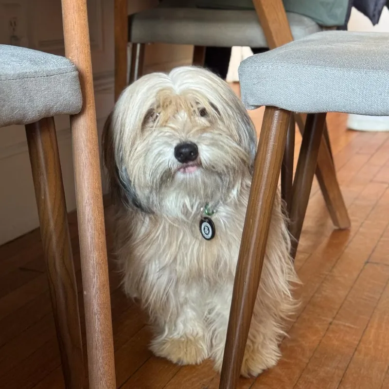 A young small-sized female Yellow / Tan / Blond / Fawn Havanese dog named Citrus for adoption in Brooklyn, NY