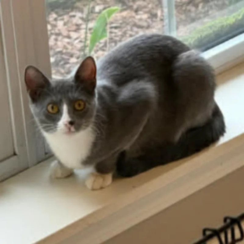 A young medium-sized female American Shorthair cat named Tabitha for adoption in mount vernon, AR