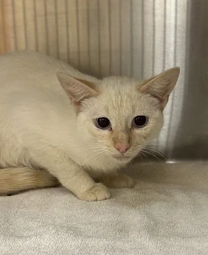 An adult medium-sized female Domestic Short Hair cat named Andrea for adoption in Palm Coast, FL