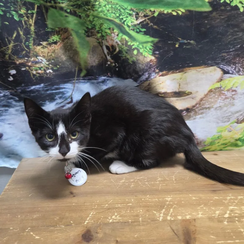 A baby small-sized female Black Domestic Short Hair cat named Jaguars for adoption in Normal, IL