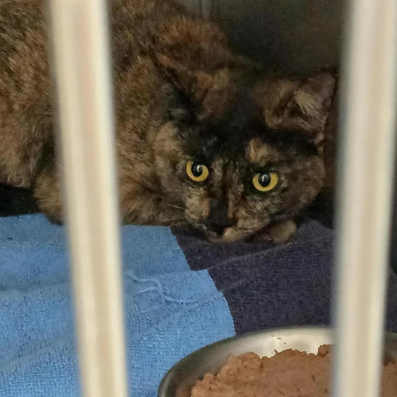 An adult medium-sized female Black Domestic Short Hair cat named Heidi for adoption in Pittsford, VT