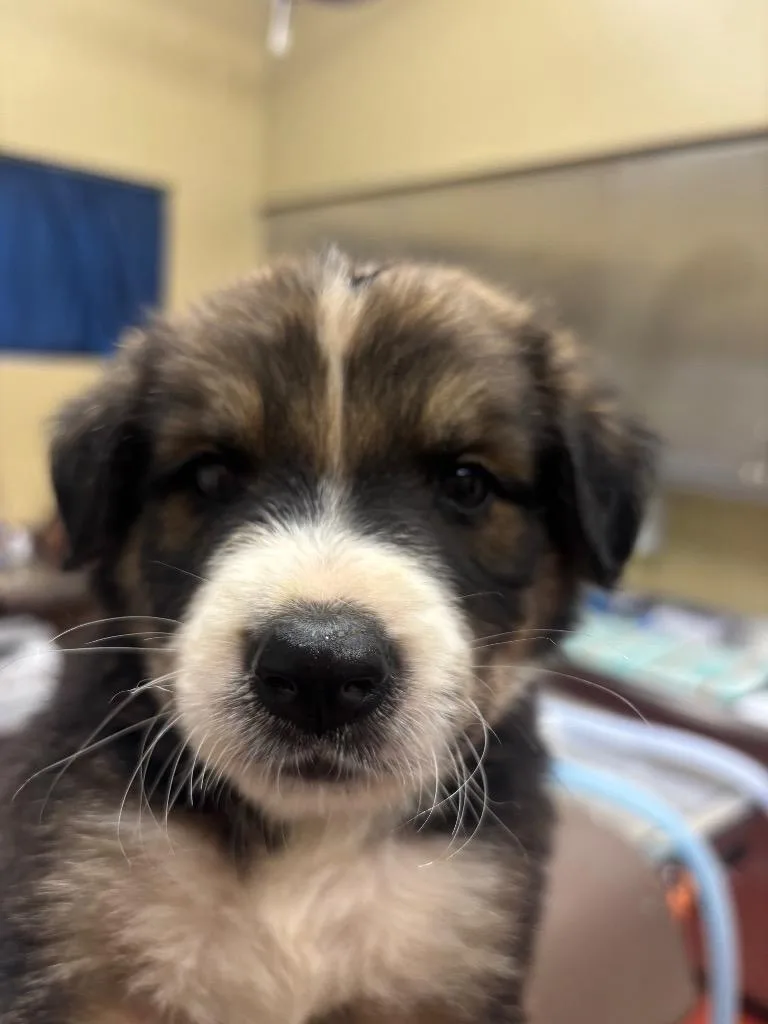 A baby small-sized male Shepherd dog named Monday for adoption in Douglasville, GA