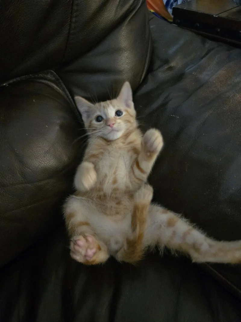 A baby medium-sized male Domestic Short Hair cat named Callen for adoption in Walled Lake, MI