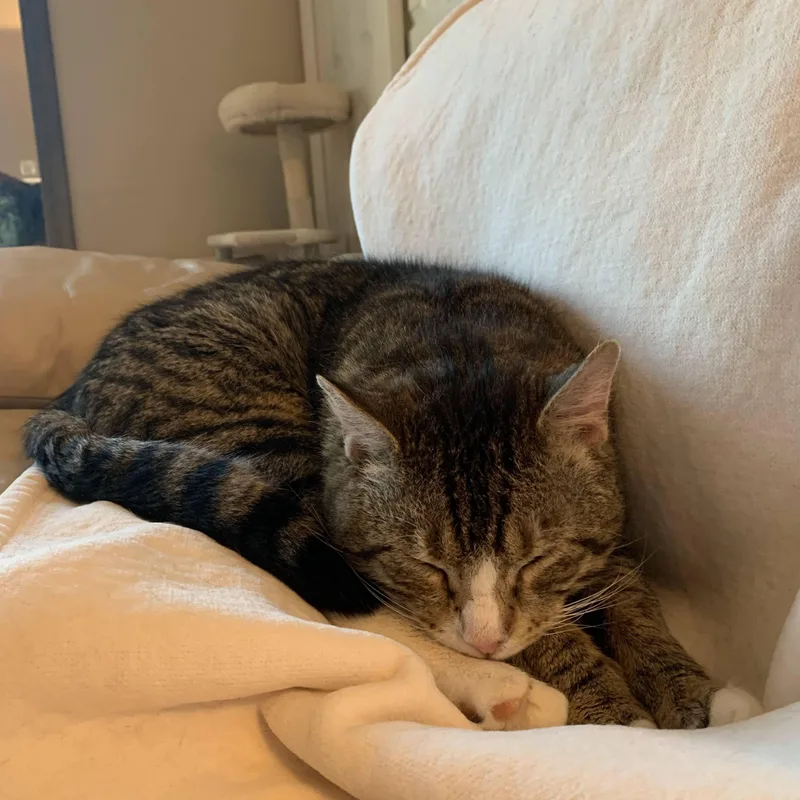 A young large-sized male Tabby (Brown / Chocolate) Domestic Short Hair cat named Kobe for adoption in Buffalo, NY