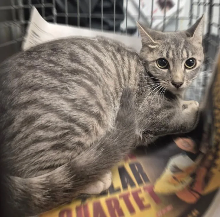 A young medium-sized female Domestic Short Hair cat named Izzy for adoption in Houston, TX