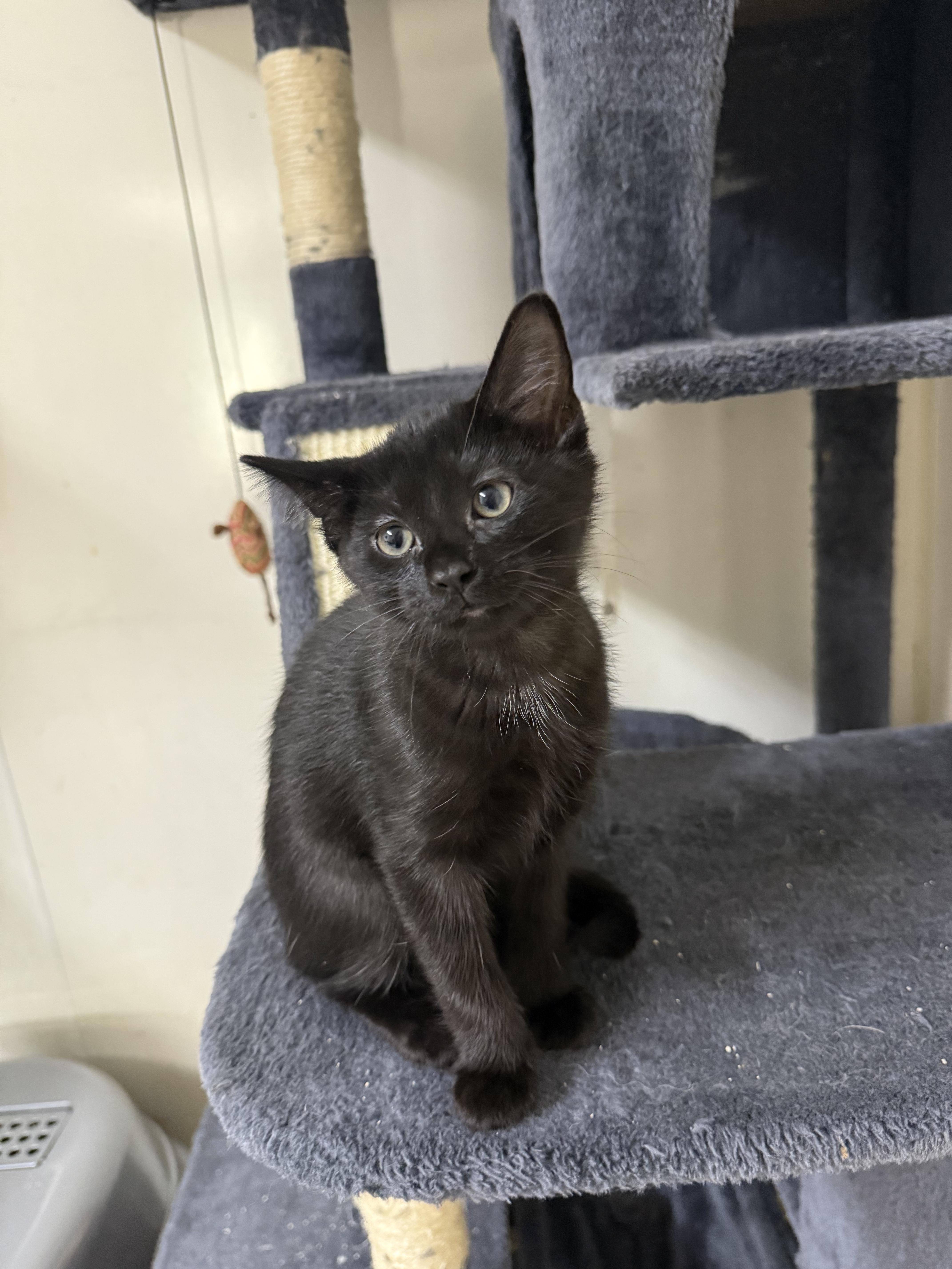 A baby small-sized female Black Domestic Short Hair cat named Janet for adoption in Hendersonville, TN