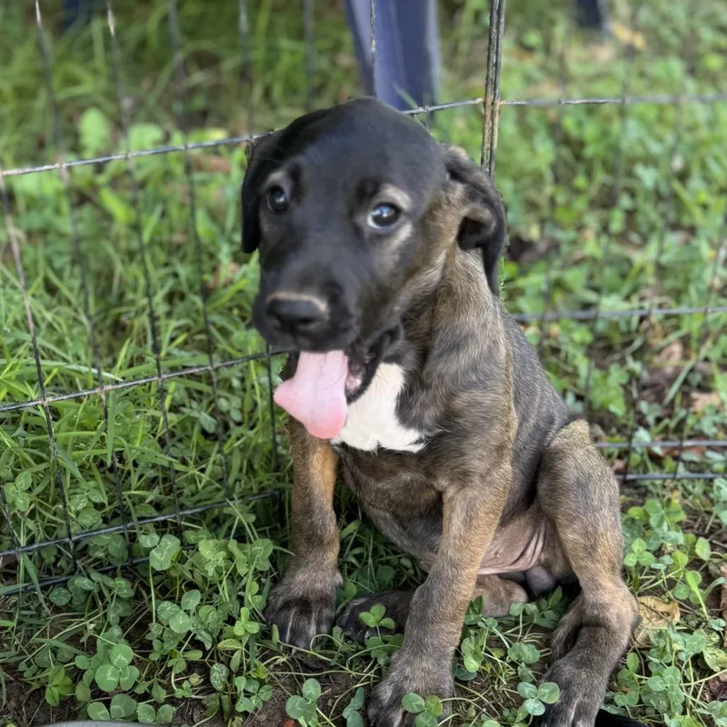 A baby medium-sized female Mixed Breed dog named ALPHARETTA Samira for adoption in Blairsville, GA
