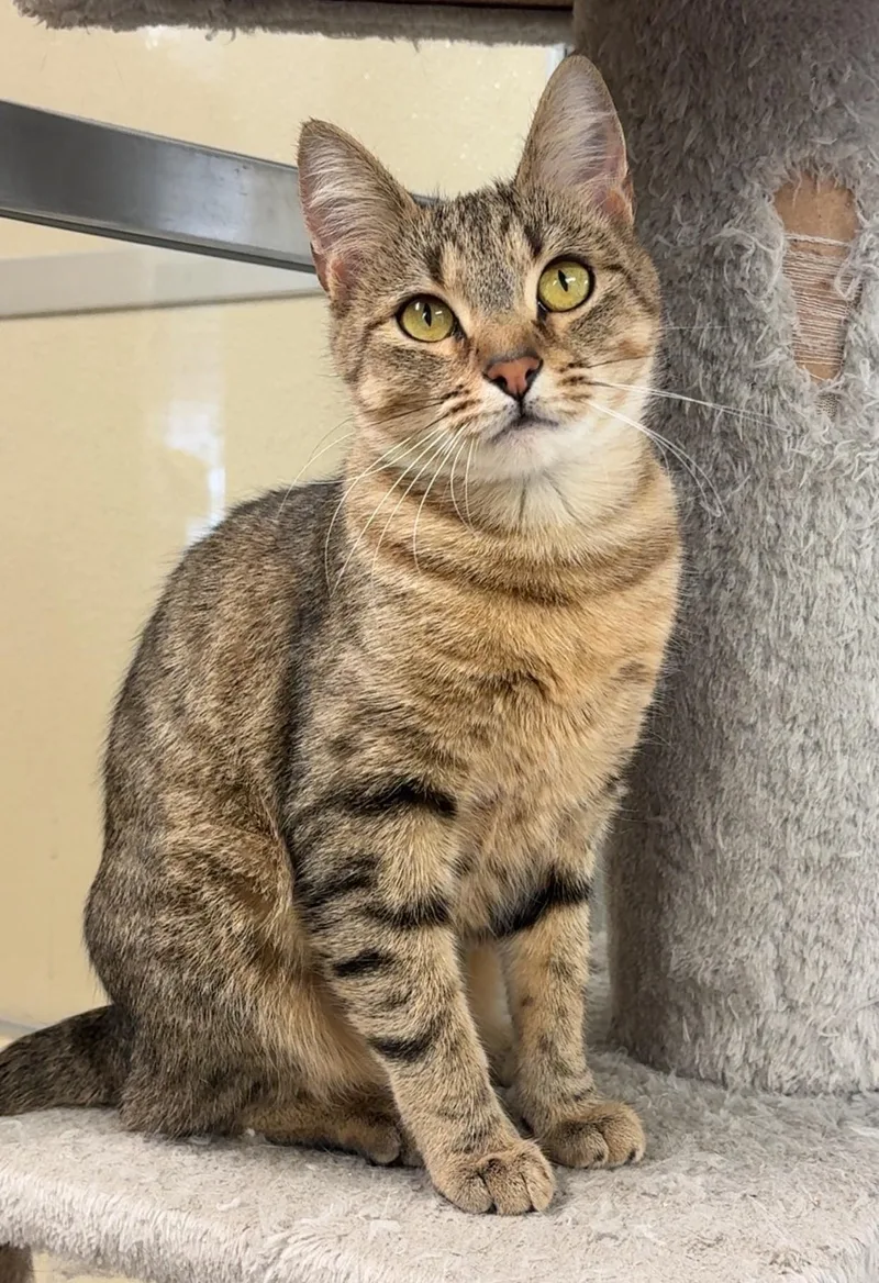 A young medium-sized female Tabby (Buff / Tan / Fawn) Domestic Short Hair cat named Minnie for adoption in Kearneysville, WV