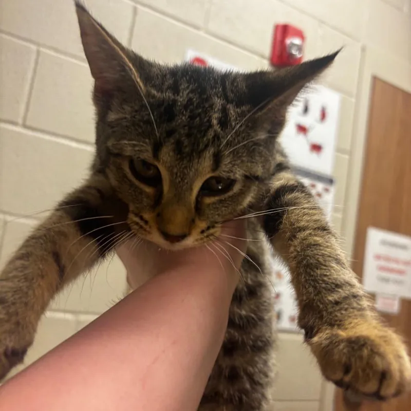 A young small-sized female Brown / Chocolate Domestic Short Hair cat named Calypso for adoption in Bristol, IN