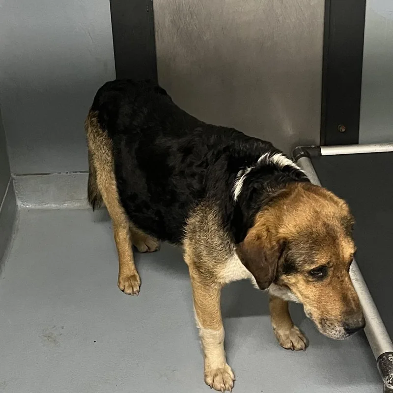 A senior medium-sized male Mixed Breed dog named Grumpy for adoption in Cartersville , GA