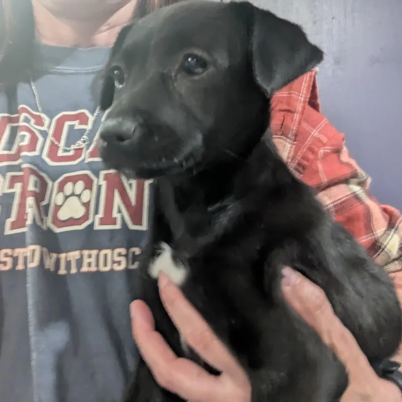 A baby medium-sized female Miniature Schnauzer dog named Eloise for adoption in Sparta, NJ