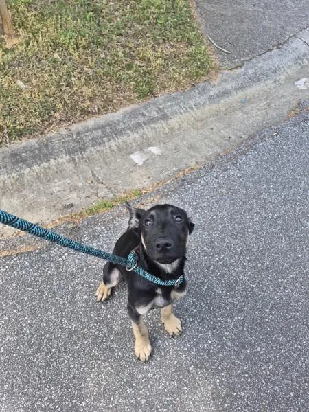 A baby large-sized male German Shepherd Dog dog named Pen  Benji for adoption in Lawrenceville, GA
