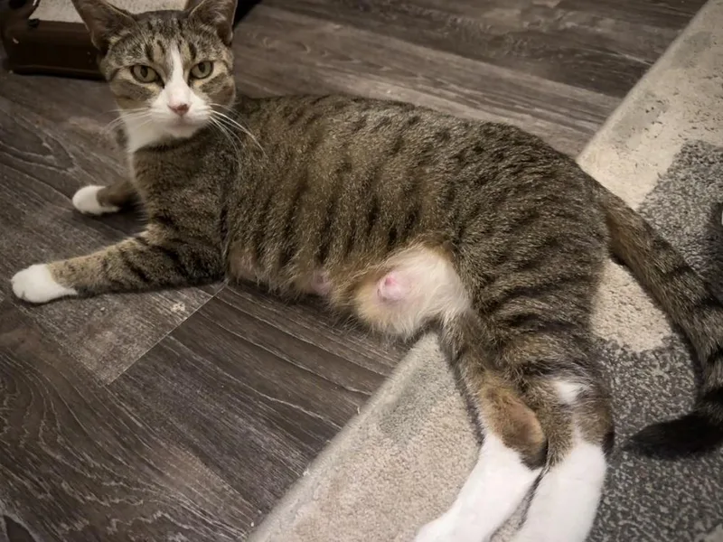 An adult medium-sized female Domestic Short Hair cat named Tiana for adoption in Clinton Township, MI