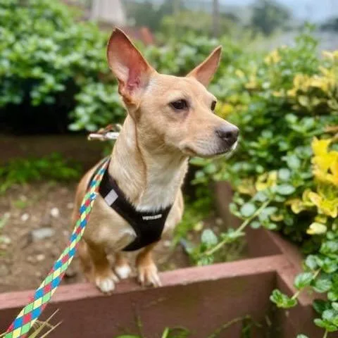 An adult small-sized male Brown / Chocolate Miniature Dachshund dog named Larry for adoption in Pacifica, CA