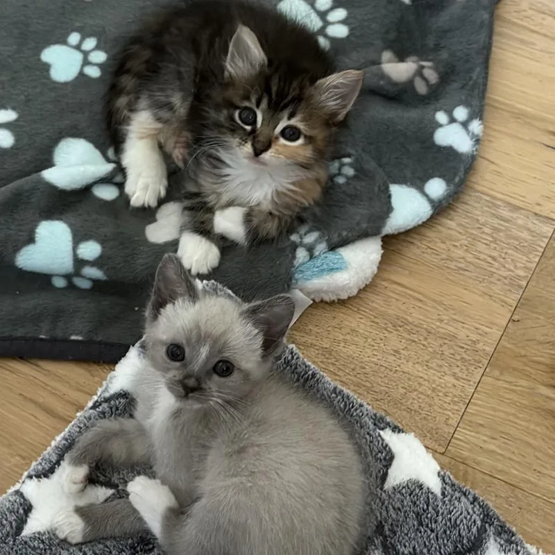 Coraline thumbnail 2