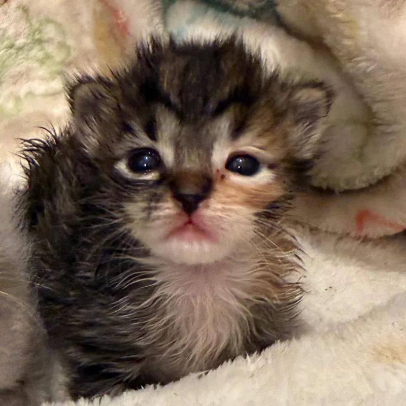 Coraline thumbnail 3