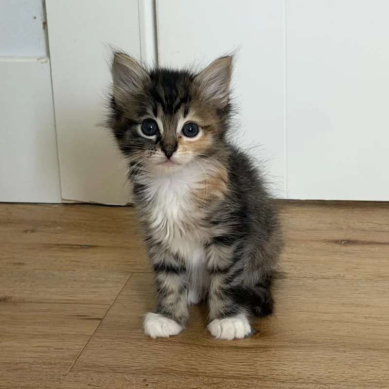 Coraline thumbnail 4