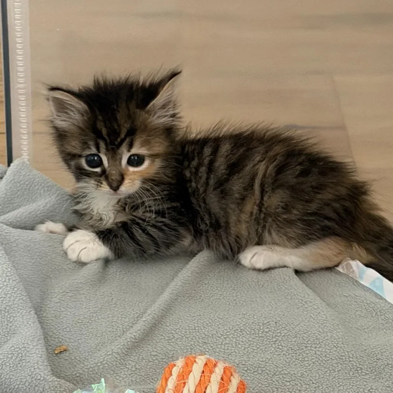 Coraline thumbnail 5