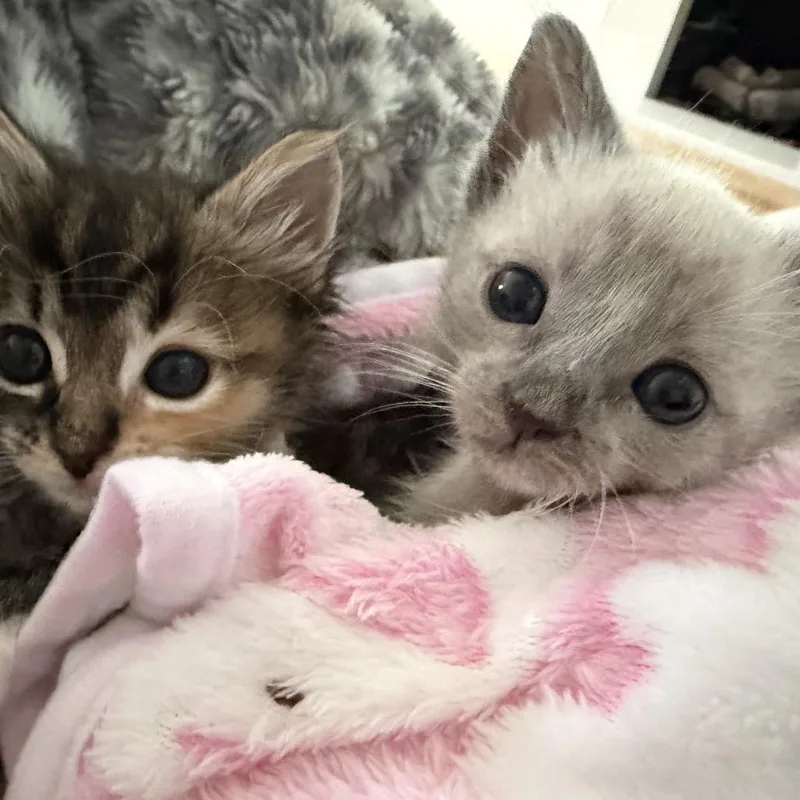 Coraline thumbnail 6