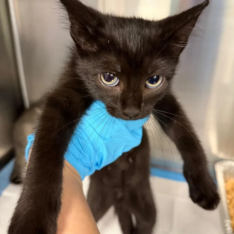 A baby small-sized male Domestic Short Hair cat named Ups for adoption in Greensboro, NC