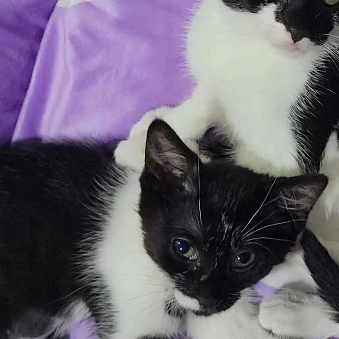 A baby small-sized female White Domestic Short Hair cat named Lzzy Hale for adoption in Marietta, GA
