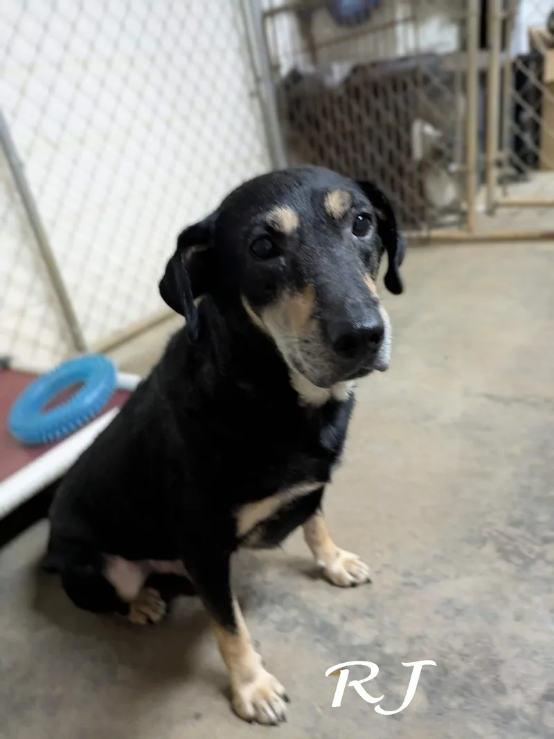 An adult medium-sized male Hound dog named Rj for adoption in Ozark, AL