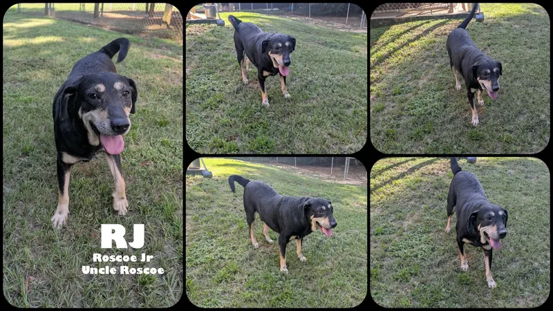 Rj thumbnail 4