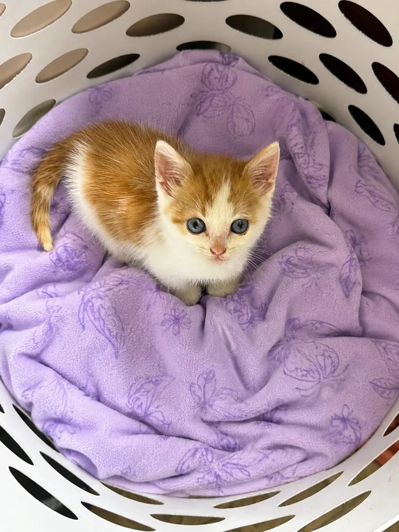 A young medium-sized male Orange & White Domestic Short Hair cat named Pumpkin for adoption in Greensboro, NC