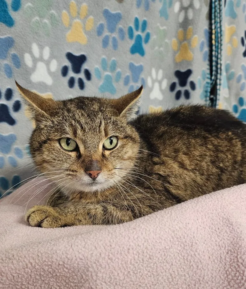 An adult medium-sized male Domestic Short Hair cat named Teddy for adoption in Wabash, IN