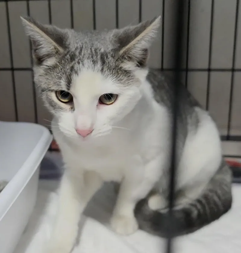 A baby small-sized male Tabby (Gray / Blue / Silver) Domestic Short Hair cat named Yodel for adoption in New York, NY