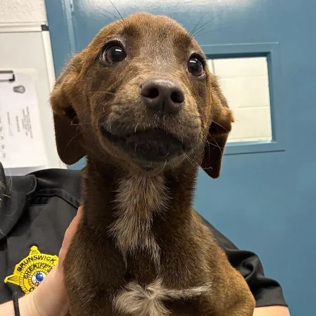 Triscuit thumbnail 2